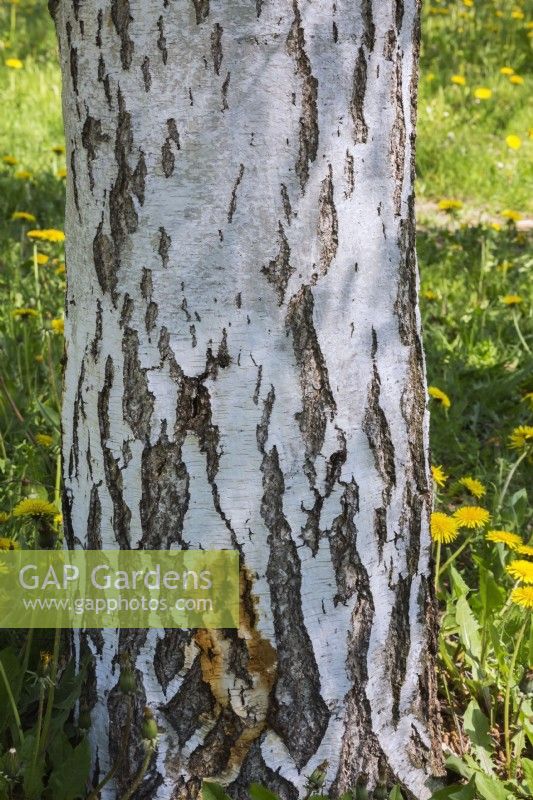 Betula pendula - European White Birch tree trunk - May