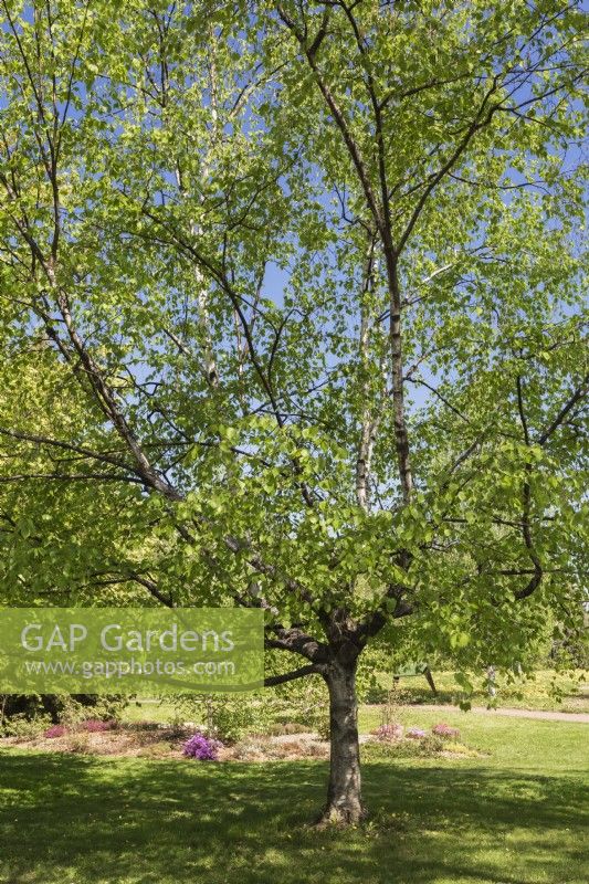Betula raddeana - Radde's Birch tree - May