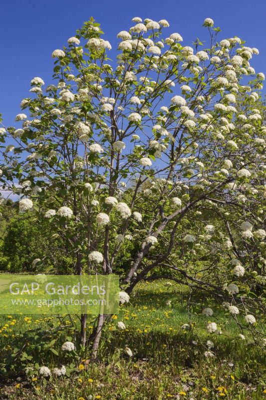 Viburnum betulifolium shrub with white blossoms - May