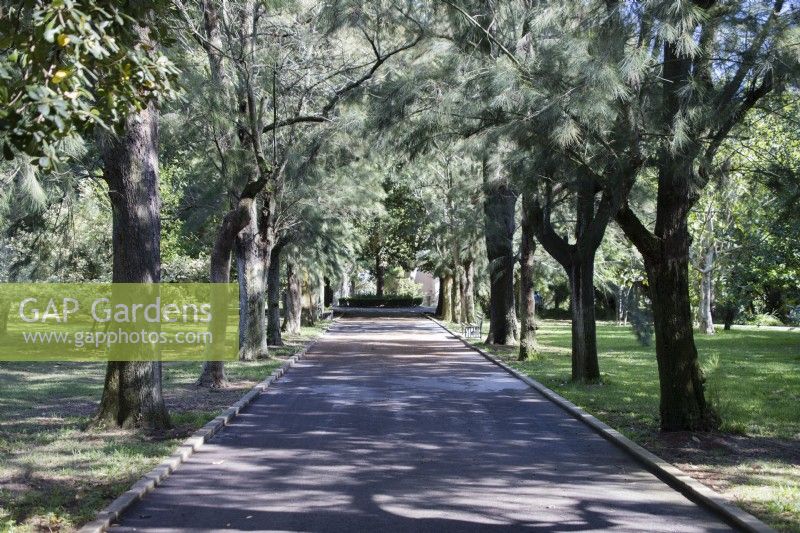Avenue of trees by main path. Belem district, Lisbon, Portugal. September