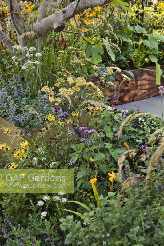 Mixed planting with sanguisorbas, verbena bonariensis, catmint rudbeckias, achilleas and salvias. The Parsley Box Garden at Chelsea Flower Show 2021 