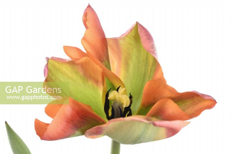 Tulipa  'Artist'  Tulips  Viridiflora Group  May