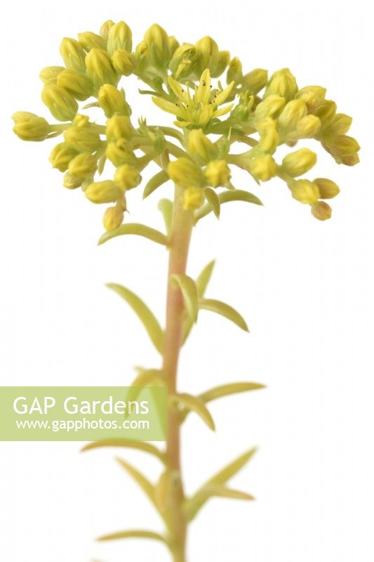 Sedum rupestre  'Angelina'  Stonecrops  Flower and buds on end of stalk  June
