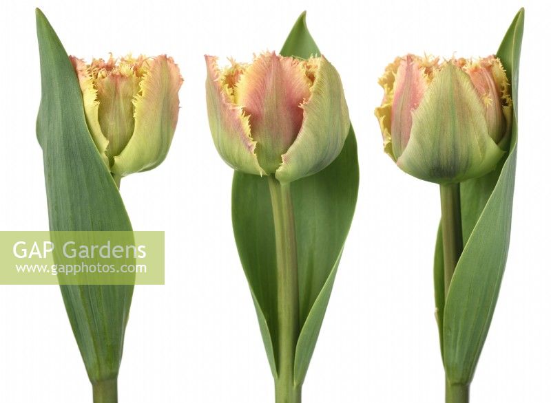 Tulipa  'Brisbane'  Tulips  Double fringed tulip  Composite picture  April
