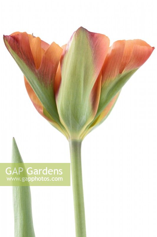 Tulipa  'Artist'  Tulips  Viridiflora Group  May