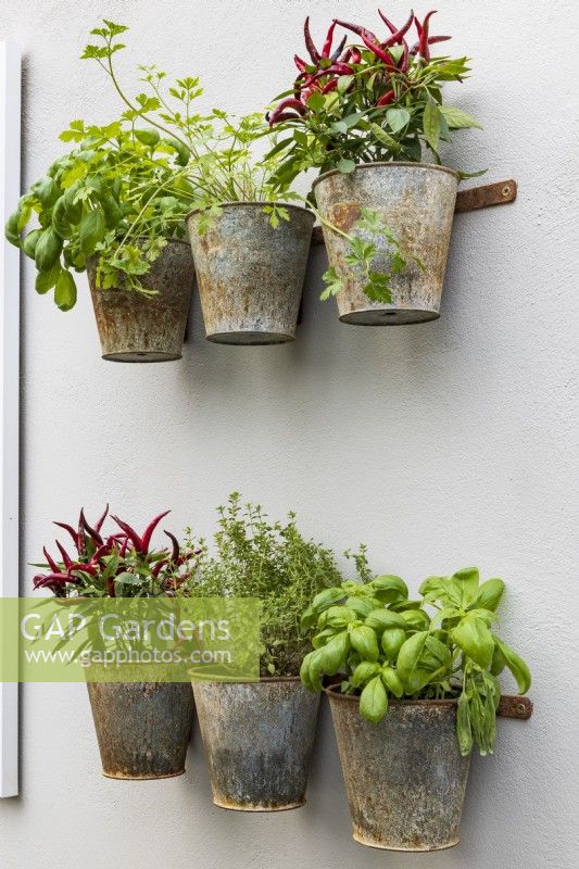 Pots of chillies and herbs in weathered metal on a white rendered wall. Including basil, Ocimum basilicum, coriander, Coriandrum sativum, and thyme, Thymus sp. Green Sky Pocket Garden.