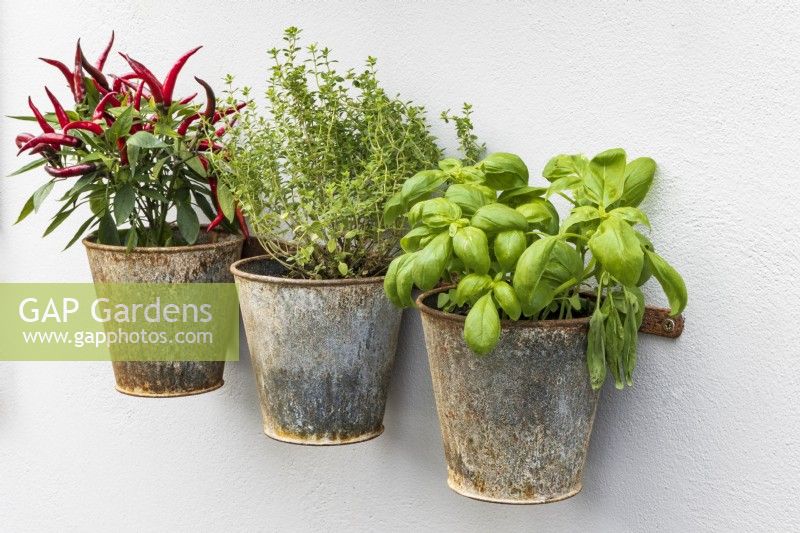 Pots of chillies and herbs in weathered metal on a white rendered wall. Including basil, Ocimum basilicum and thyme, Thymus sp. Green Sky Pocket Garden.
