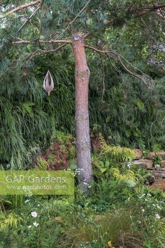 Scots pine, Pinus sylvestris with bamboo hanging ornament, underplanted with woodland planting including Anemone x hybrida, Astrantia cv, ferns and grasses. Guangzhou Garden.