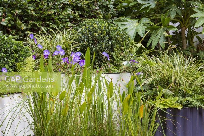 Hot Tin Roof Garden. Detail of shade-loving container planting: includes Fatsia japonica, Carex 'Ice Dancer', and Geranium 'Rozanne', with Pontederia lanceolata in the pond.