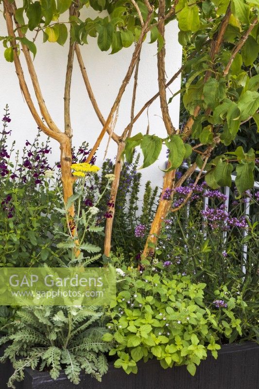 Landform Balcony Garden. Multi-stemmed shrub Heptacodium niconoides planted in black square container, underplanted with bee-loving plants including Salvia 'Nachtvlinder', achilleas, and Verbena bonariensis 'Lollipop'.