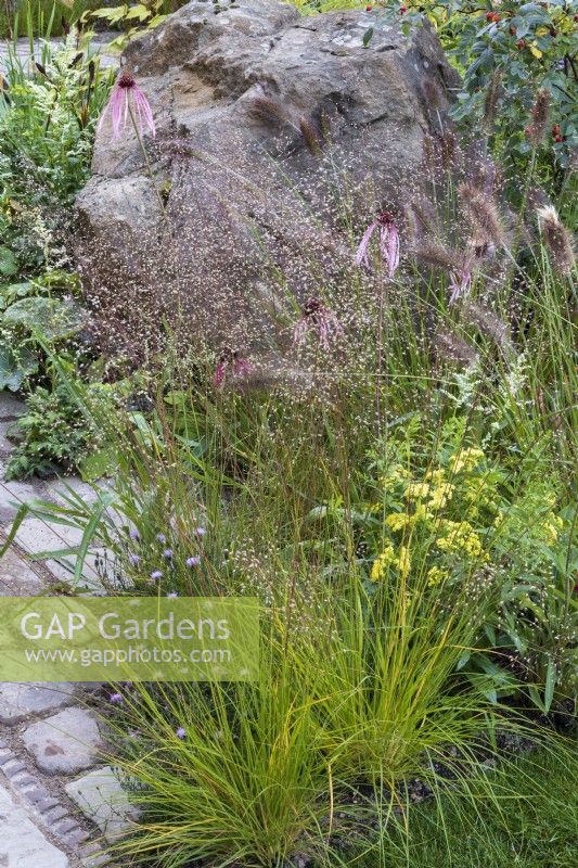 The M and G Garden. Detail of paved area with a mix of gravel and paving for improved drainage. Autumn planting combination including  Echinacea pallida, Pennisetum alopecuroides 'Cassian', Sporobolus heterolepis, and Solidago x luteus 'Lemore'.