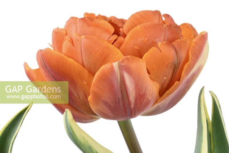 Tulipa  'Orange Princess Design'  Tulips  Double flowered tulip with variegated leaves  May

