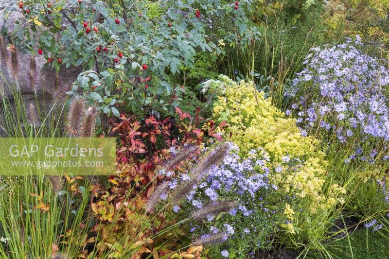 The M and G Garden. Autumn planting combination featuring Rosa glauca, Symphyotrichum oblongifolium 'October Skies', and Solidago x luteus 'Lemore'.