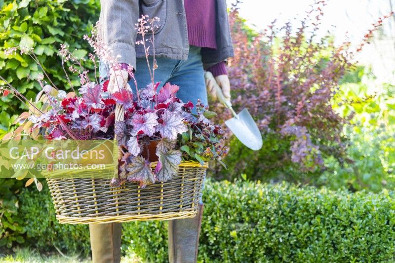 Carrying trug with Autumnal plants