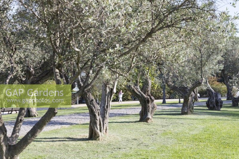 Olive trees lining the path