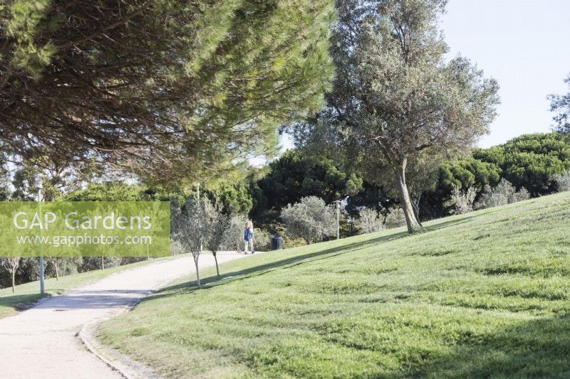 Path curving through avenue of Olive trees with one person walking. Lsbon, Portugal, September.