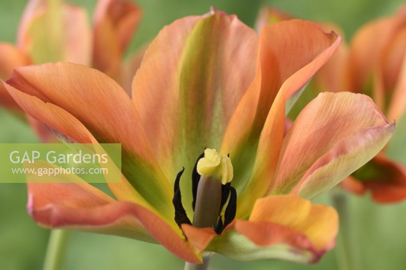 Tulipa  'Artist'  Tulips  Viridiflora Group  May
