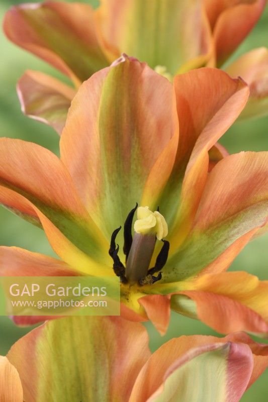 Tulipa  'Artist'  Tulips  Viridiflora Group  May
