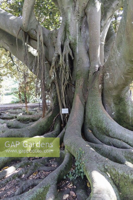 Ficus macrophylla, commonly known as the Moreton Bay fig or Australian banyan. Belem district, Lisbon, Portugal, September. 