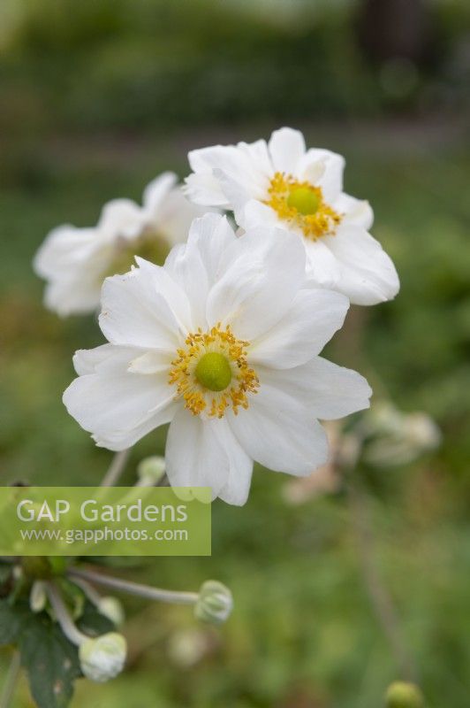 Anenome Japonica - 'Whirlwind'