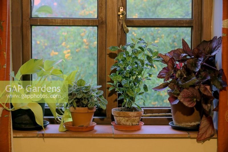 Houseplants for a north shady windowsill left to right -  Epipremnum aureum, Peperomia 'Piccolo Banda', Pilea cadierei and Begonia rex cultivar,