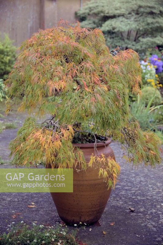 Acer palmatum var. dissectum growing in a large clay pot