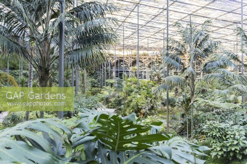 View inside the greenhouse with exotic plants and showing the high roof providing shade for the plants. Parque Eduardo VII, Lisbon, Portugal, September