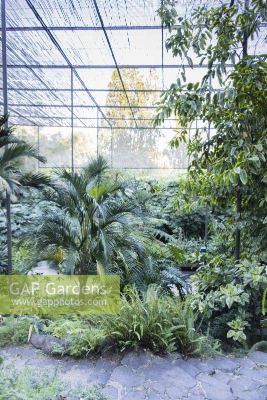 View inside the greenhouse with exotic plants and showing the high rook providing shade for the plants. Parque Eduardo VII, Lisbon, Portugal, September