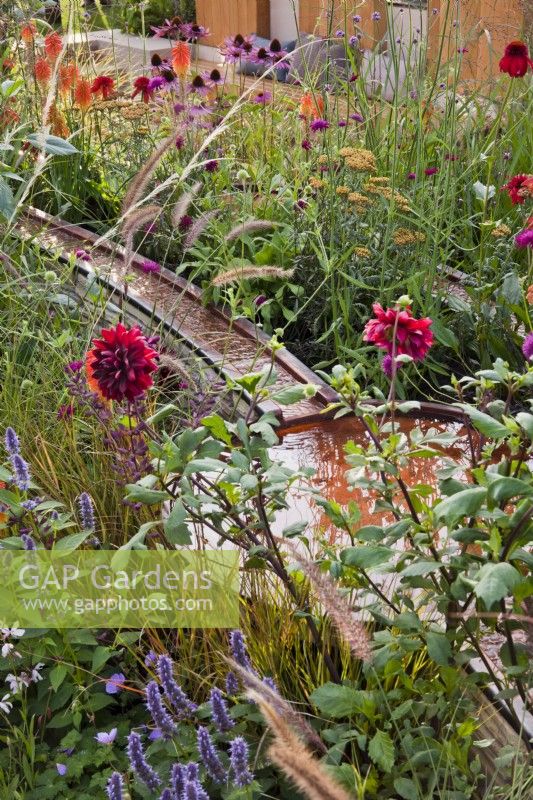 Water rill and small pool amongst colorful planting with Achillea Walther Funke, Echinacea 'Eccentric', Kniphofia, Dahlia, Panicum virgatum, Agastache and Verbena bonariensis. Finding our Way: An NHS Tribute Garden at RHS Chelsea Flower Show 2021 Design: Naomi Ferrett-Cohen