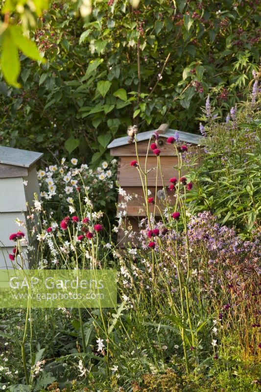 Bee hives and meadow with Cirsium rivulare 'Atropurpureum', Oenothera lindheimeri, Aster radula 'August Sky'. Sanguisorba 'Tanna', Anemone 'Wild Swan' and Erigeron karvinskianus. RHS COP26 Garden, RHS Chelsea Flower Show 2021