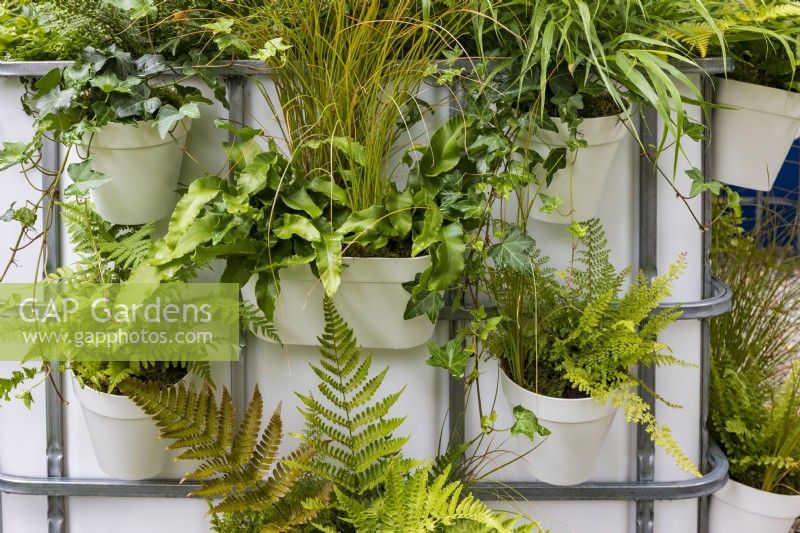 The IBC Pocket Forest Garden. Detail of  white and metal container garden evoking the idea of repurposed industrial containers (Intermediate Bulk Containers), to create a biodiverse multi-layered forest, in a small urban space. Featuring various shade-loving ferns and grasses, including Carex testacea 'Prairie Fire', Asplenium scolopendrium and Dryopteris.