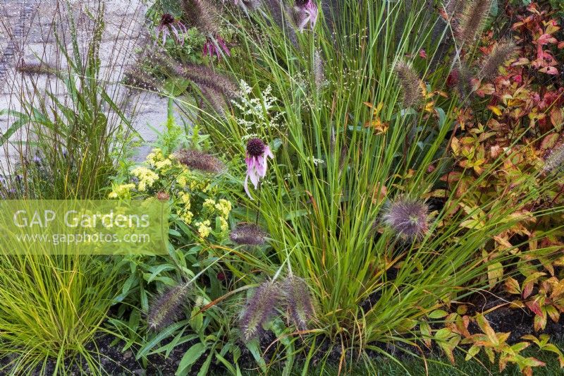 The M and G Garden. Detail of planting in front of paved area. Including  Echinacea pallida, Pennisetum alopecuroides 'Cassian', Sporobolus heterolepis, and Solidago x luteus 'Lemore'.