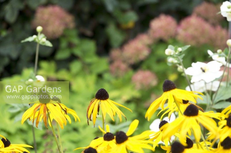 Rudbeckia and Anemone flowering.