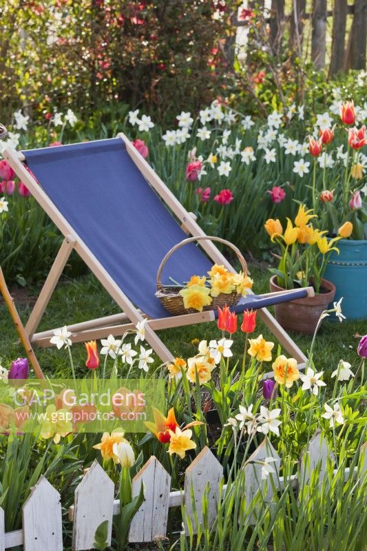 Deckchair and spring borders of tulips and narcissus.