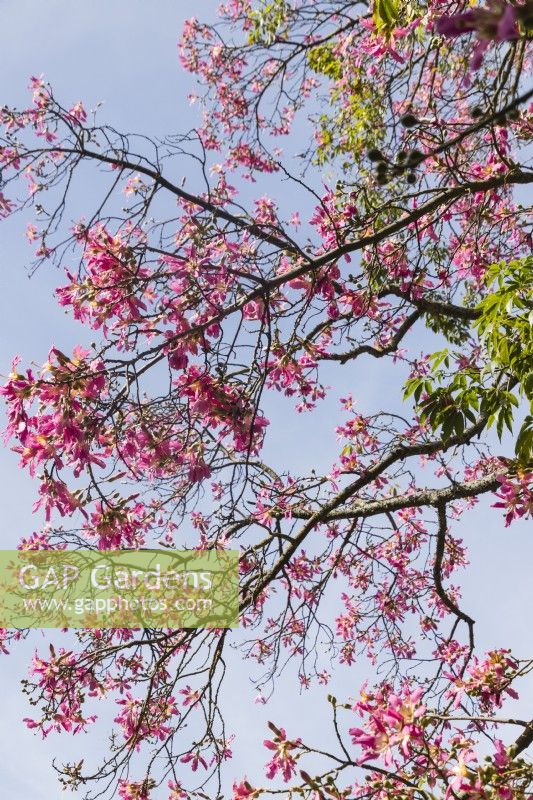 Flowers of Ceiba seciosa - the Silk Floss Tree.  It has several local common names, such as palo borracho or Ã¡rbol del puente, samu'Å© or paineira. Estrela district, Lisbon, Portugal, September.