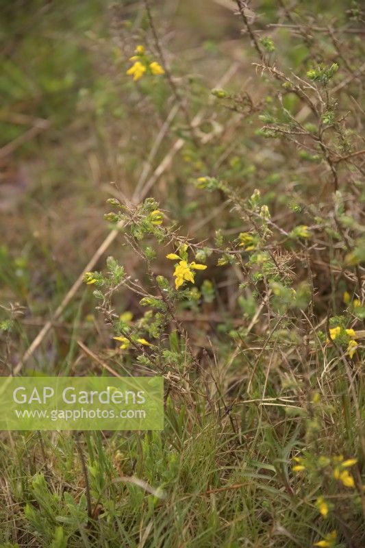 Genista anglica - Petty Whin or Needle Furze growing wild at Alners Gorse, Dorset, UK 