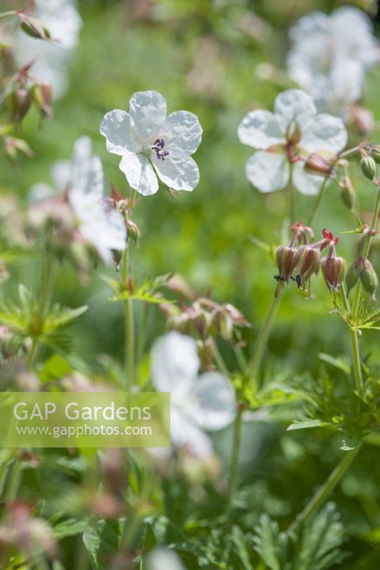 Geranium pratense 'Album' - white meadow cranesbill - June