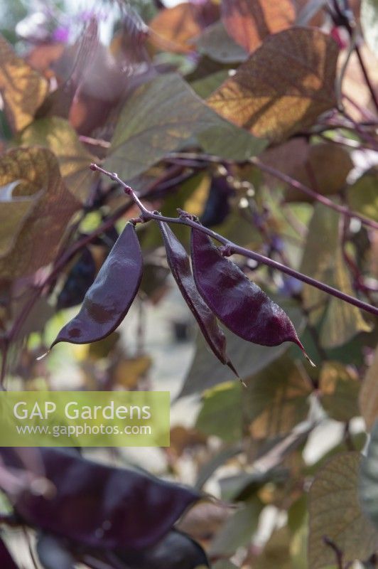 Lablab purpureus - hyacinth bean