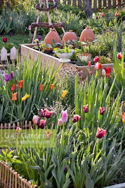 Beds of Tulipa - Tulip - with raised bed of herbs beyond.