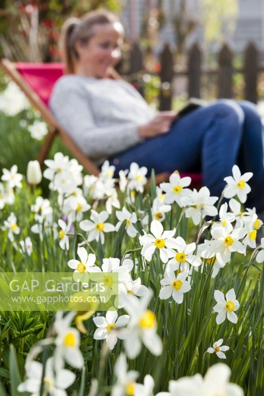 Daffodils and a woman relaxing in deck chair in background.