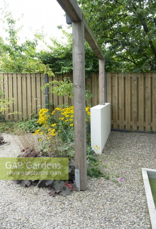 Wooden fence. Dividing garden with small, low, white wall and wooden pergola. Gravel surface. Rudbeckia and Heuchera in the border.