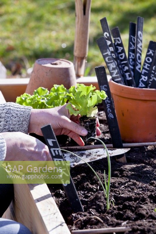 Woman planting lettuce seedlings in raised bed with herbs and vegetables.