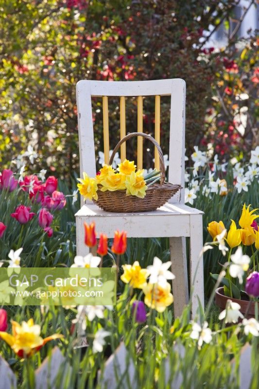 Trug with bouquet of daffodils.