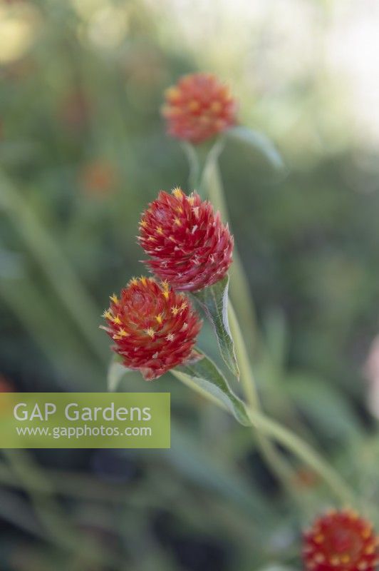 Gomphrena globosa - 'Aurea Superba' -  Globe Amaranth