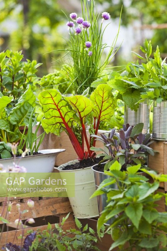 Vegetables and herbs growing in containers - swiss chard, purple sage, chives, lemon balm, purple sage and lovage.