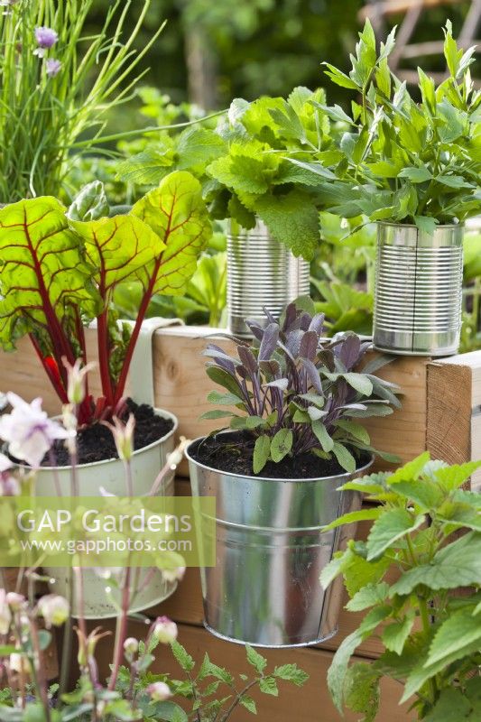 Herbs and vegetables growing in hanging pots and tin cans - swiss chard, purple sage and lovage.
