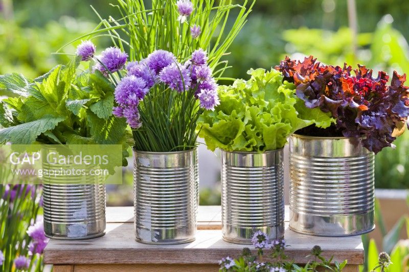 Lemon balm, chives, green and red lettuce in tin cans.
