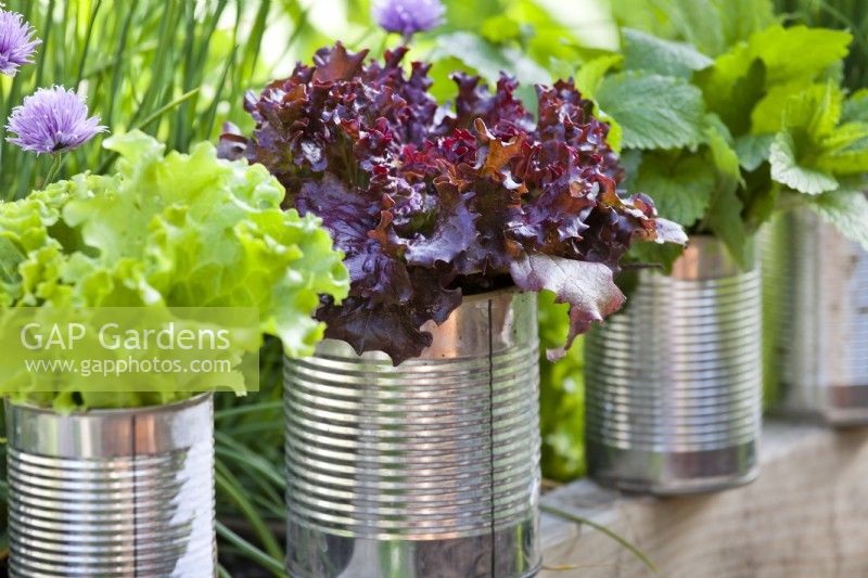 Lettuces and herbs growing in tin cans.