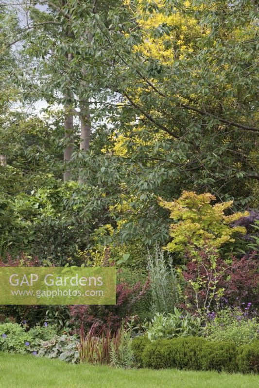 Mixed Summer border with colourful foliage including Berberis thunbergii 'Golden Ring', Acer shirasawanum aureum and Hebe 'Emerald Gem' - July