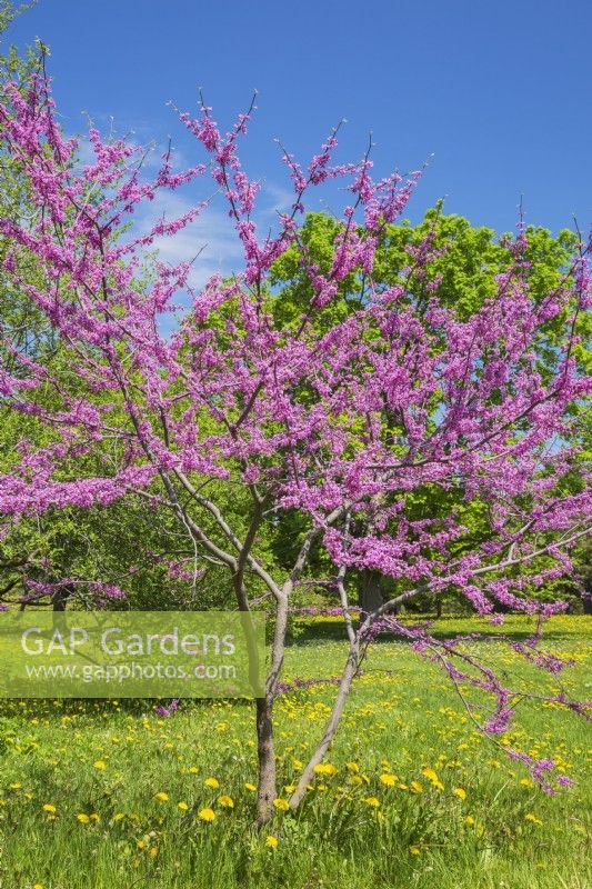 Cercis canadensis - Eastern Redbud tree with pink blossoms in spring, Montreal Botanical Garden, Quebec, Canada